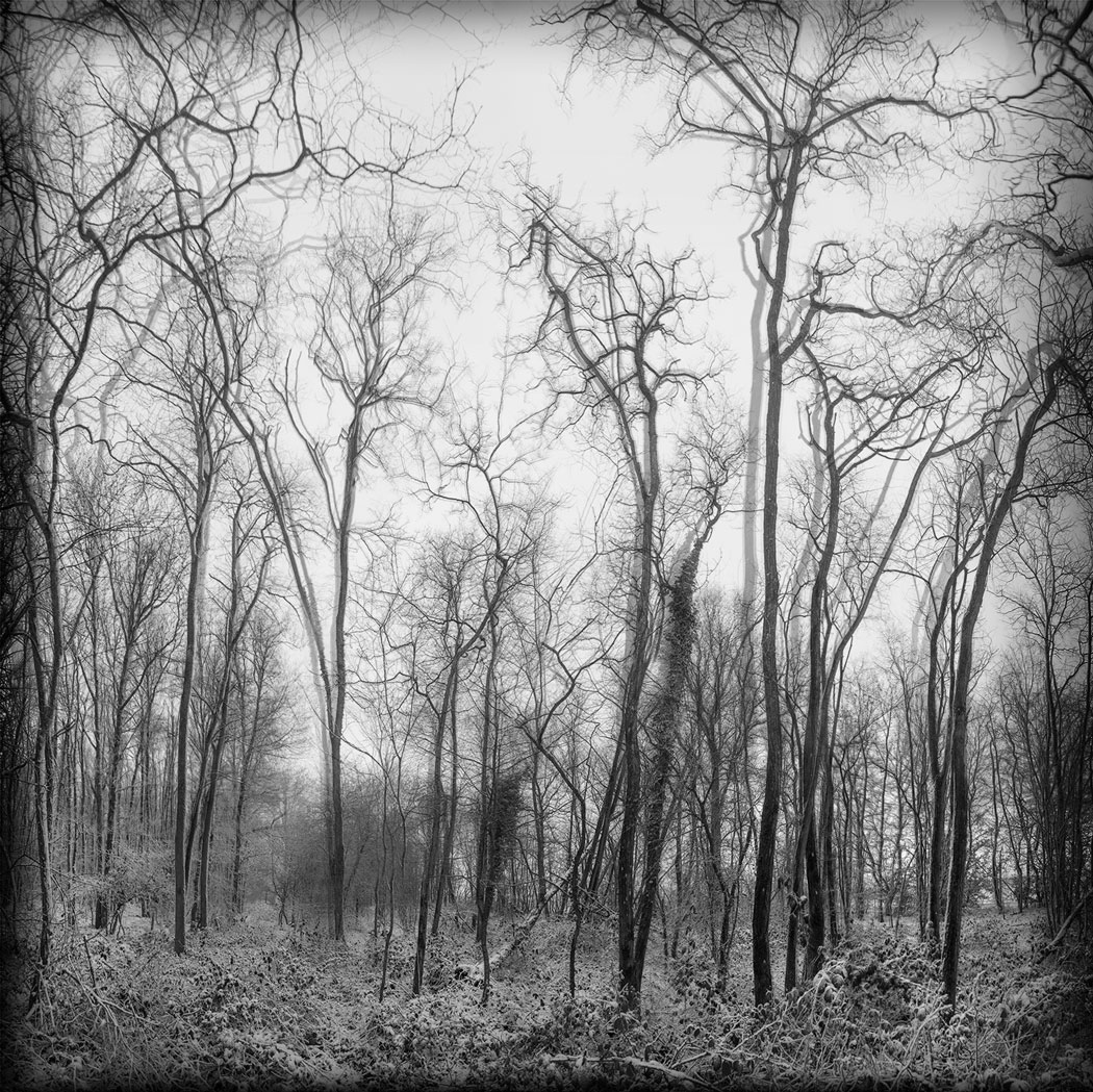 Photographie numérique noir et blanc d'une clairière surexposée