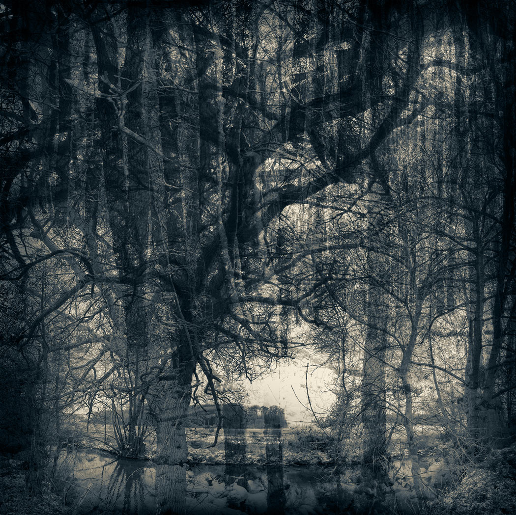 Photographie au numérique avec double exposition d'arbres d'une forêt