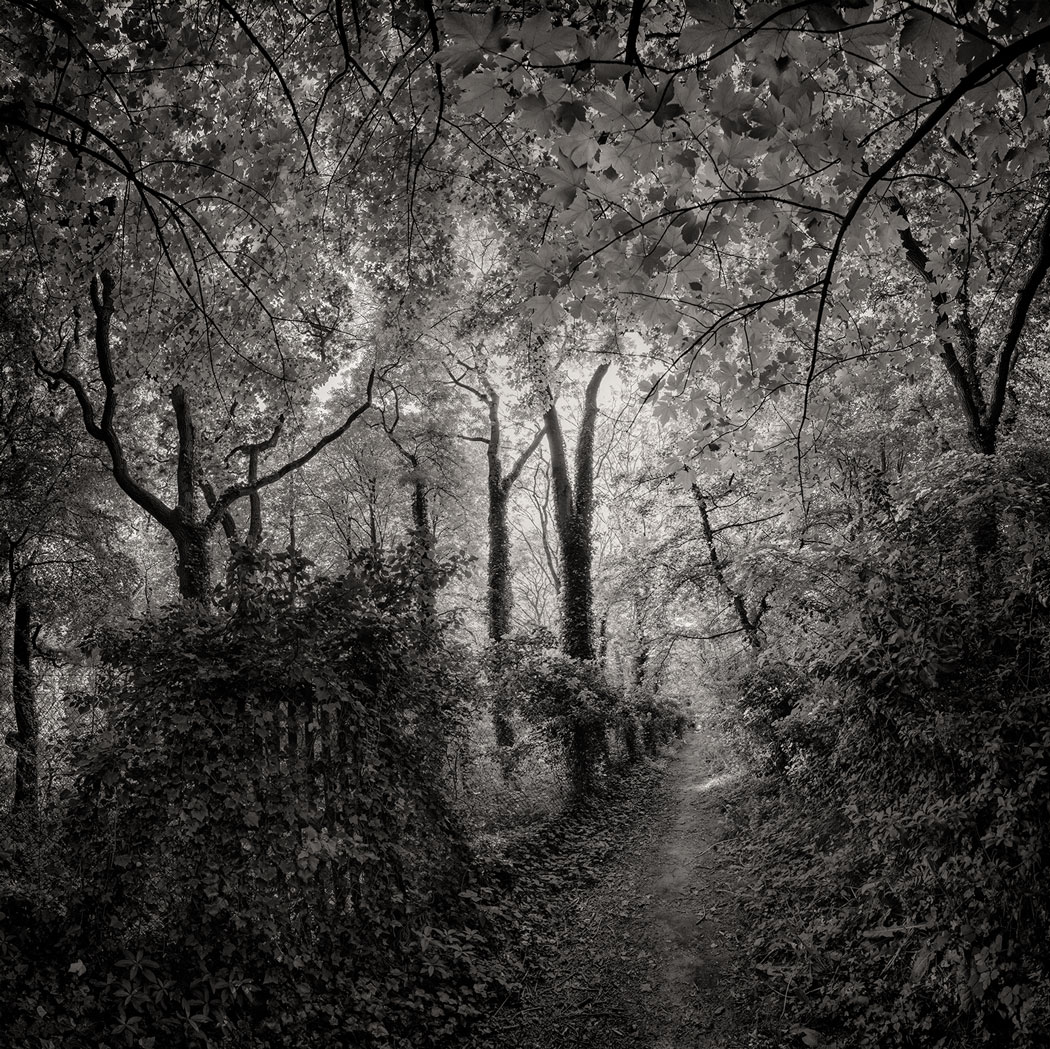 Photographie au numérique d'arbres au sein d'une forêt