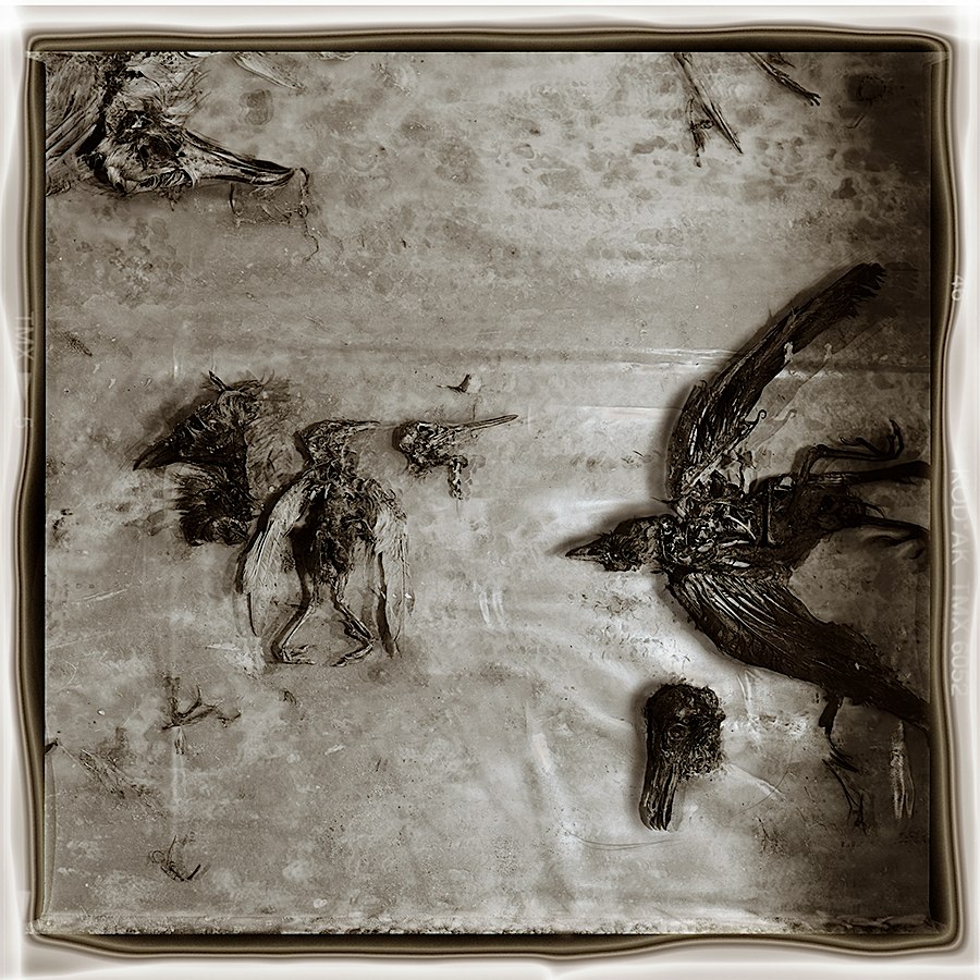 Photographie argentique de cadavres de goelans dans les tons sépia