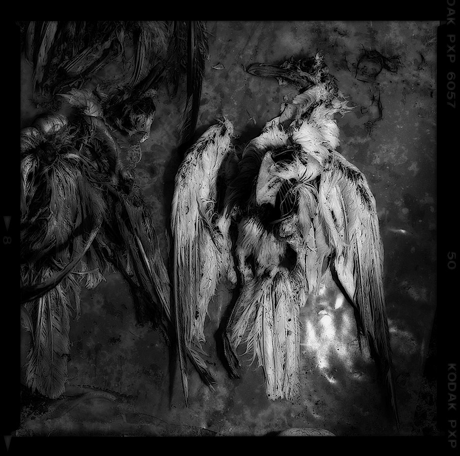 Détail photographie noir et blancargentique de cadavres de goelans