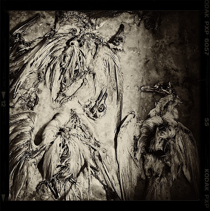 Photographie sépia surexposée à l'argentique de plusieurs cadavres de goelans